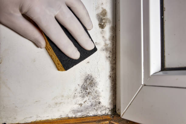 Reliable North Tunica, MS Mold Removal Solutions